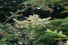 Lawsonia inermis